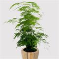 مارچوبه نرمه / گل گردی بالارونده